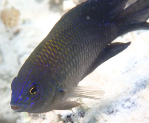 Beaugregory (Stegastes leucostictus) — Pomacentridae — 2
