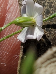 Chaetopappa bellidifolia