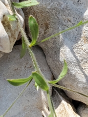 Chaetopappa bellidifolia