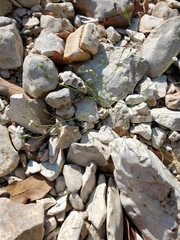 Chaetopappa bellidifolia