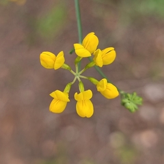 Coronilla juncea