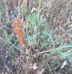Orobanche amethystea amethystea