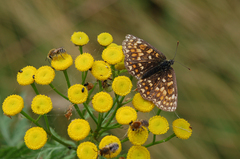Melitaea diamina