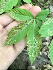 Phytomyza aesculi