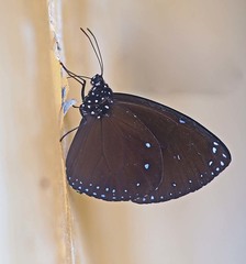 Euploea eunice
