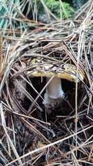 Amanita toxica