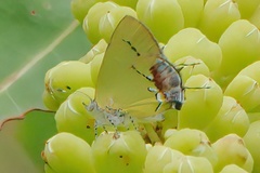 Chlorostrymon maesites