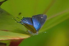 Chlorostrymon maesites