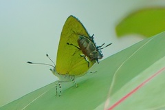 Chlorostrymon maesites