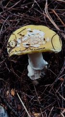 Amanita toxica