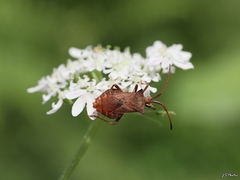 Coreus marginatus marginatus