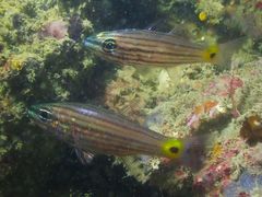 Cheilodipterus artus