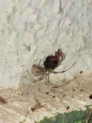 Latrodectus geometricus