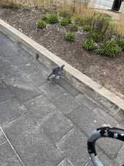 Columba livia domestica