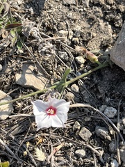 Convolvulus equitans