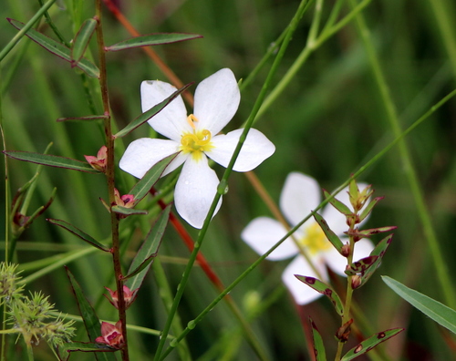 Image of Sabatia campanulata by (c) Lauren McLaurin, some rights reserved (CC BY)