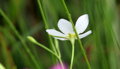 Sabatia campanulata