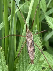 Tipula maxima