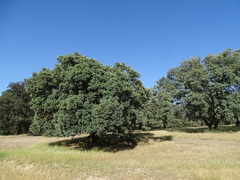 Quercus rotundifolia