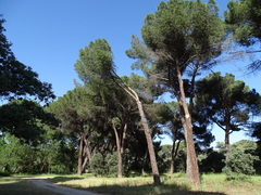 Pinus pinea