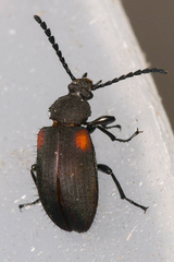 Lystronychus scapularis