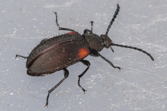 Lystronychus scapularis
