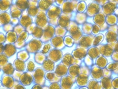 Phragmidium rosae-pimpinellifoliae