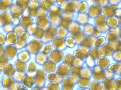 Phragmidium rosae-pimpinellifoliae