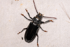 Mallodon chevrolatii