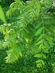 Juglans nigra