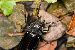 Mallodon chevrolatii