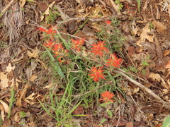 Castilleja pruinosa