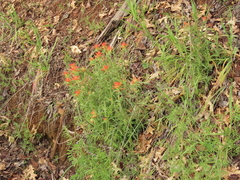 Castilleja pruinosa