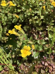 Erythranthe michiganensis