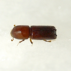 Xyleborus