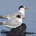 Elegant Tern - Photo (c) marlin harms, some rights reserved (CC BY)