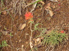 Castilleja pruinosa