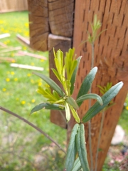 Crinodendron hookerianum