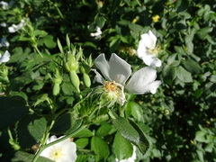 Rosa canina