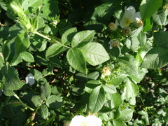 Rosa canina