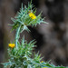 Spotted Golden Thistle - Photo (c) Tamsin Carlisle, some rights reserved (CC BY-NC-SA)