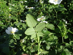 Rosa canina