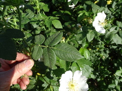 Rosa canina