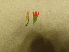 Castilleja pruinosa