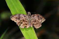 Gorgythion begga begga