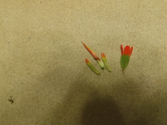 Castilleja pruinosa