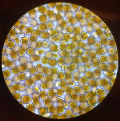 Phragmidium rosae-pimpinellifoliae