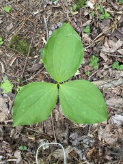 Trillium grandiflorum