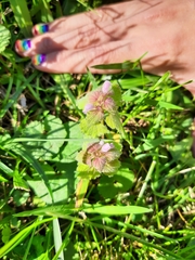 Lamium purpureum