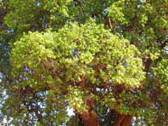 Ehretia latifolia